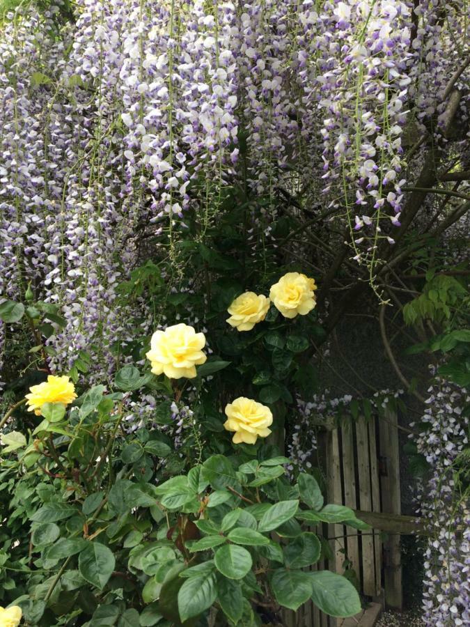 Country Garden House Holiday Homes Ballymoney Exteriör bild